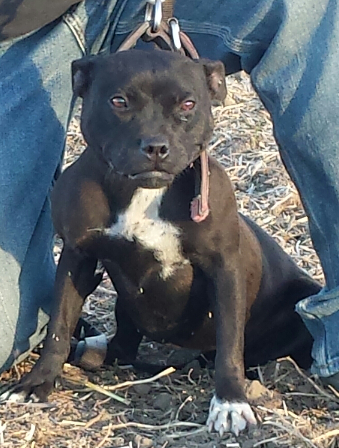 working staffordshire bull terrier for sale